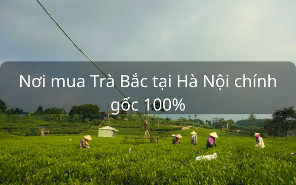 Nơi mua Trà  Bắc tại Hà Nội chính gốc 100%