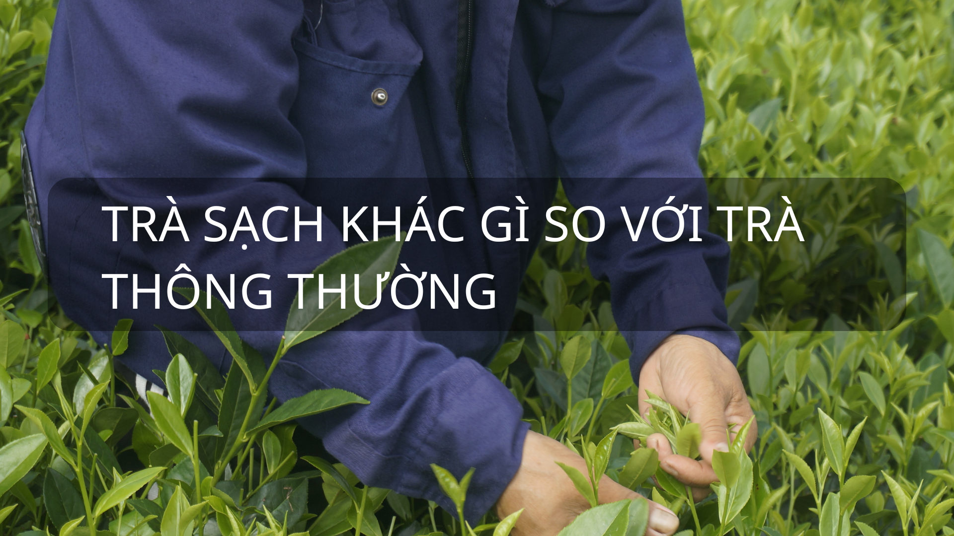 Trà sạch khác gì so với trà thông thường