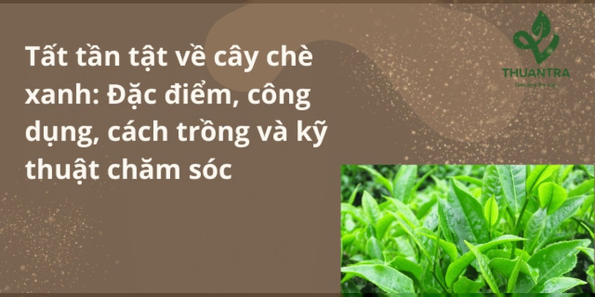 Cây chè xanh: đặc điểm thực vật, các giống chè ở Thái Nguyên, cách trồng, hái và chăm sóc