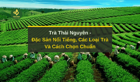 Trà Thái Nguyên: Đặc Sản Nổi Tiếng, Các Loại Trà Và Cách Chọn Chuẩn