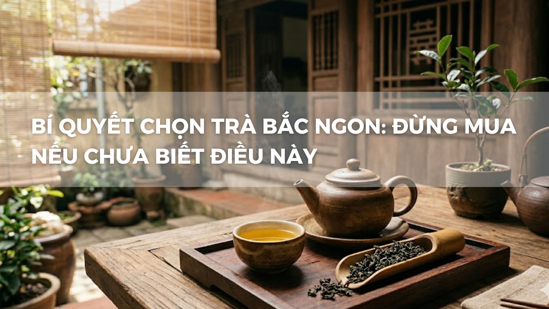 BÍ QUYẾT CHỌN TRÀ BẮC NGON: ĐỪNG MUA NẾU CHƯA BIẾT ĐIỀU NÀY