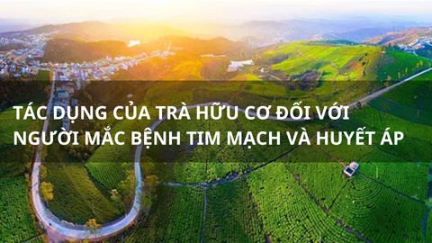 Tác dụng của trà hữu cơ đối với người mắc bệnh tim mạch và huyết áp