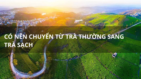 Có nên chuyển từ trà thường sang trà sạch