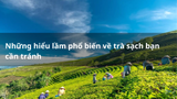 Những hiểu lầm phổ biến về trà sạch bạn cần tránh