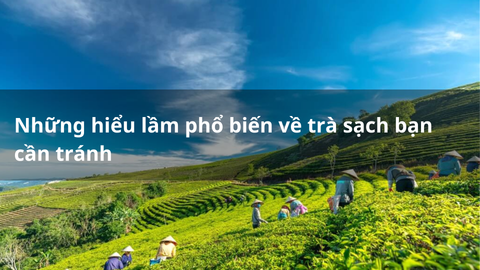 Những hiểu lầm phổ biến về trà sạch bạn cần tránh