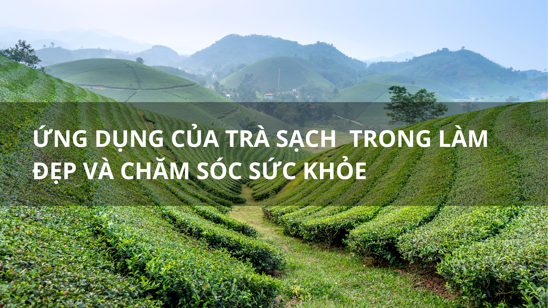 Ứng dụng của trà sạch trong làm đẹp và chăm sóc sức khỏe