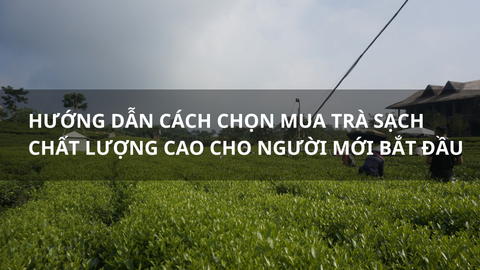 Hướng dẫn cách chọn mua trà sạch chất lượng cho người mới bắt đầu
