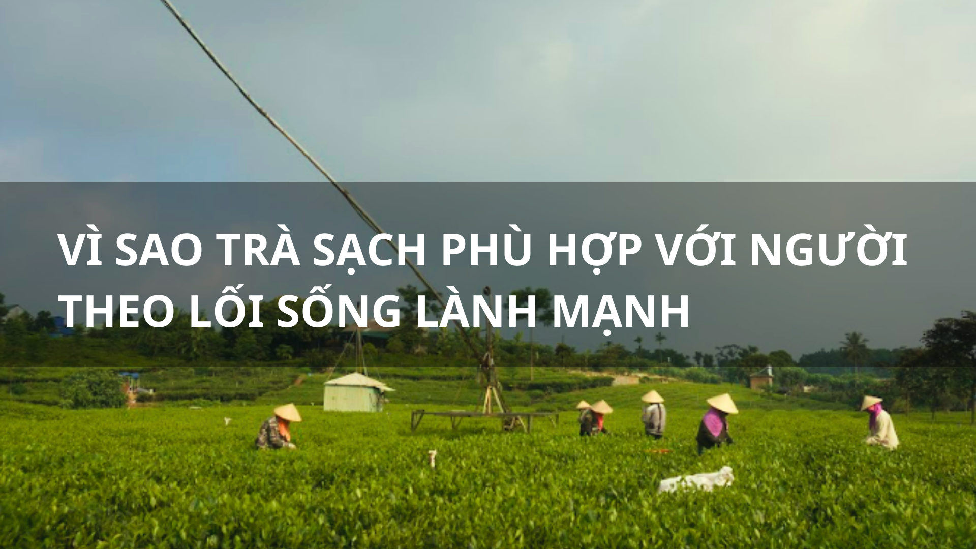 Trà sạch và xu hướng sống xanh của người hiện đại