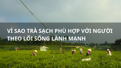 Trà sạch và xu hướng sống xanh của người hiện đại
