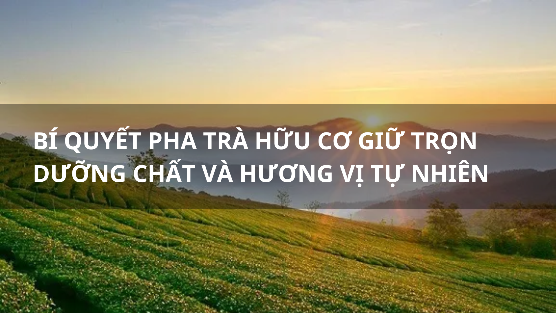 Bí Quyết Pha Trà Hữu Cơ Giữ Trọn Dưỡng Chất Và Hương Vị Tự Nhiên Tinh Khiết