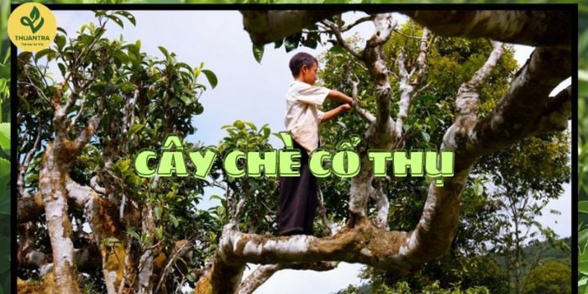 Cây chè cổ thụ Việt Nam: những quần thể được công nhận Cây Di sản — ở đâu, bao nhiêu tuổi, vì sao quý và đến thăm thế nào