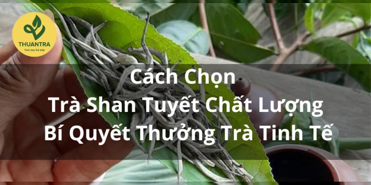 Cách Chọn Trà Shan Tuyết Chất Lượng – Bí Quyết Thưởng Trà Tinh Tế