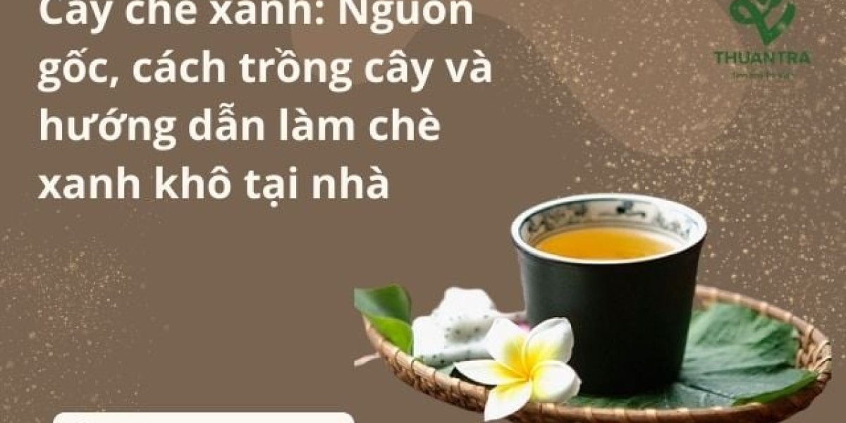 Cách trồng cây chè xanh tại nhà: chọn giống, trồng chậu hay đất, chăm sóc, hái búp và tự làm chè xanh khô bằng chảo