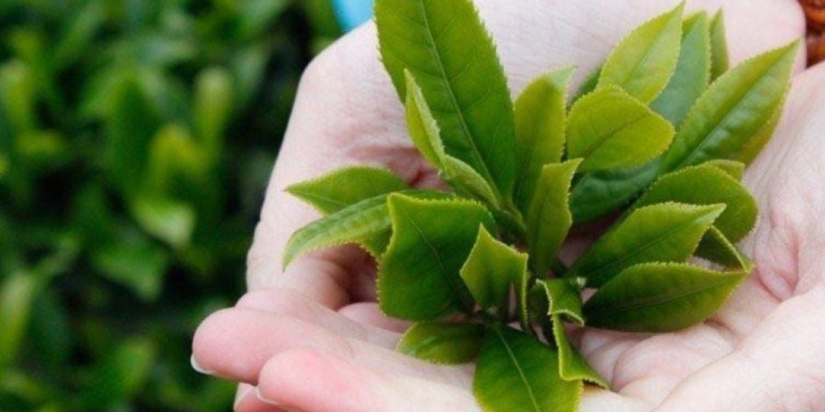 Có Nên Trồng Chè Tại Nhà? Lựa Chọn Nào Tối Ưu Hơn
