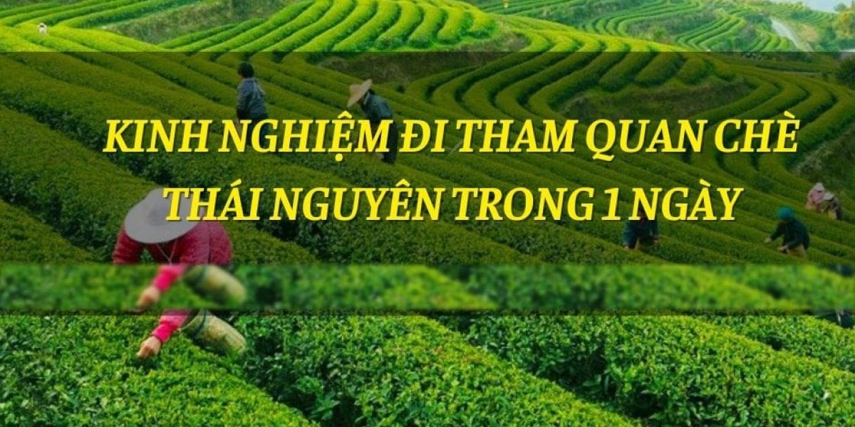 Kinh Nghiệm Đi Tham Quan Chè Thái Nguyên Trong 1 Ngày