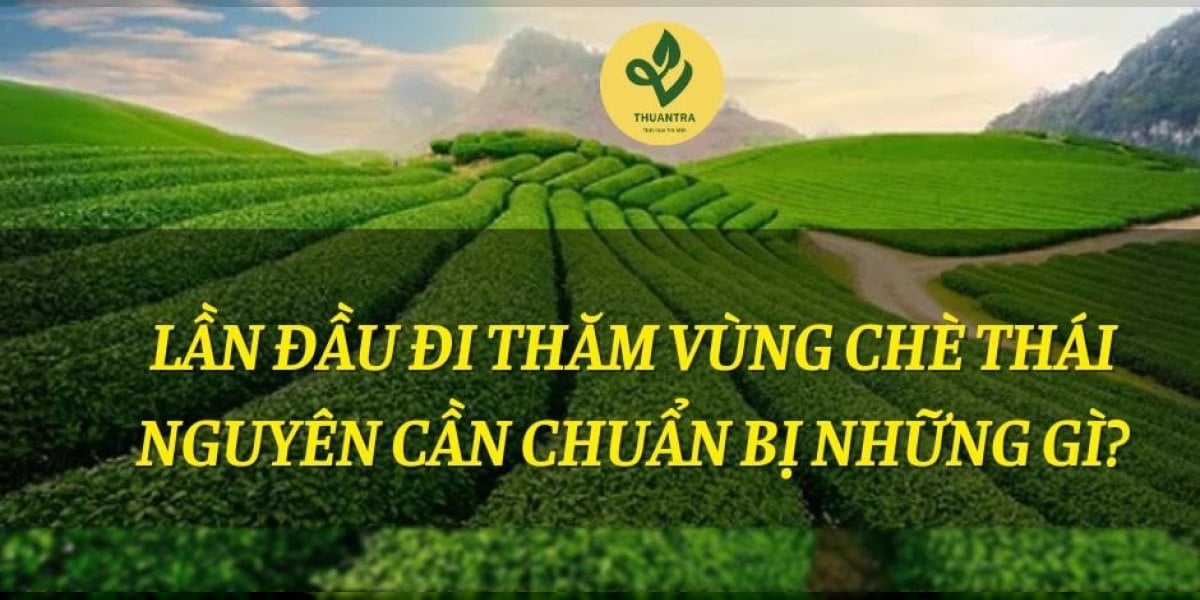 Lần đầu đi thăm vùng chè Thái Nguyên cần chuẩn bị những gì?