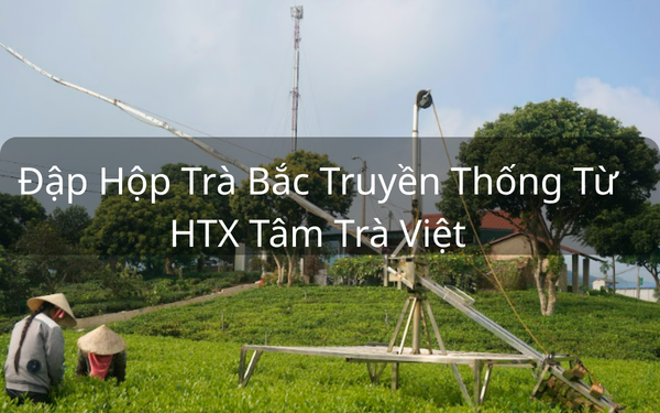 Có nên uống trà bắc thay nước lọc không? Vì sao?