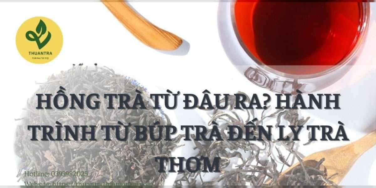 Hồng trà từ đâu ra? Hành trình từ búp trà đến ly trà thơm