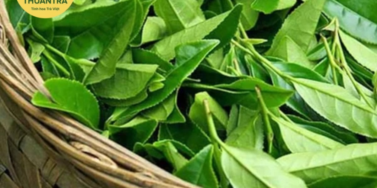 Uống trà Thái Nguyên làm được gì và không làm được gì? Đối chiếu lời đồn với kết luận của FDA, EFSA, Cochrane và IARC