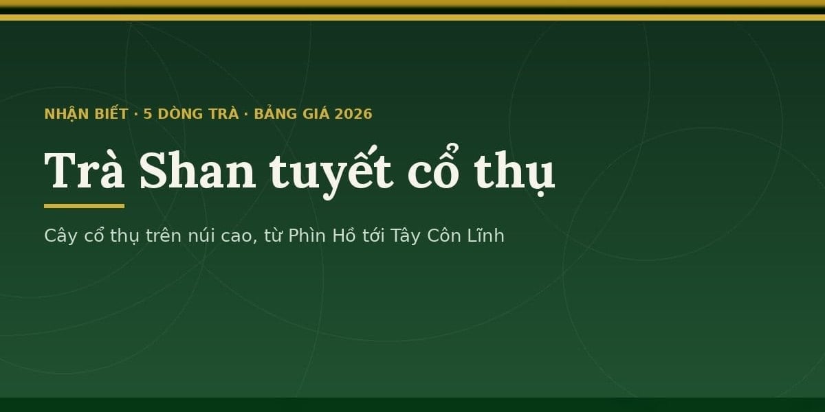 Trà Shan tuyết là gì? Tên khoa học, các mốc ghi nhận, ba trục phân loại, năm hiểu lầm và bảng giá 2026 theo từng sản phẩm