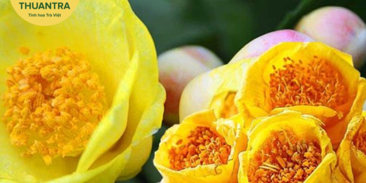 Khuyến nghị sử dụng trà hoa vàng cho người tiểu đường, mỡ máu, huyết áp và bệnh gan: bằng chứng, tương tác thuốc và cách theo dõi