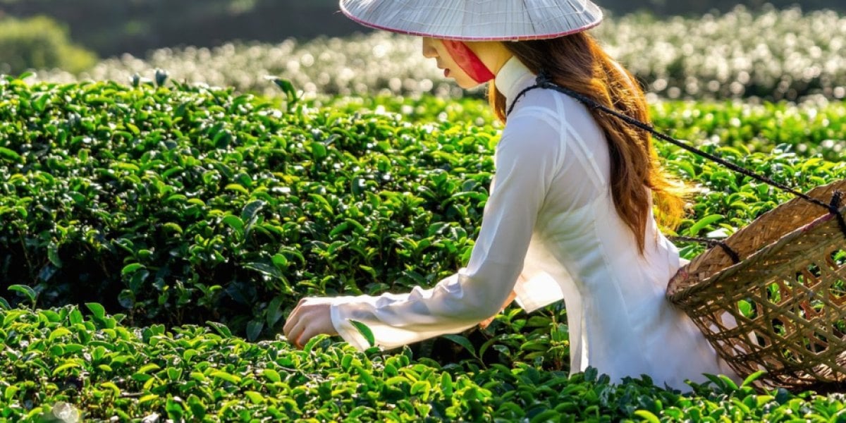 Hái trà đúng cách là gì? Hái tay khác hái máy ra sao, cách người mua nhận ra qua bã trà và lợi ích cho người trồng, đồi chè