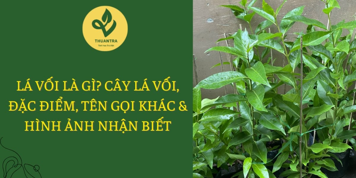 Lá Vối Là Gì? Đặc Điểm Cây Vối, Tên Gọi Khác Và Cách Nhận Biết
