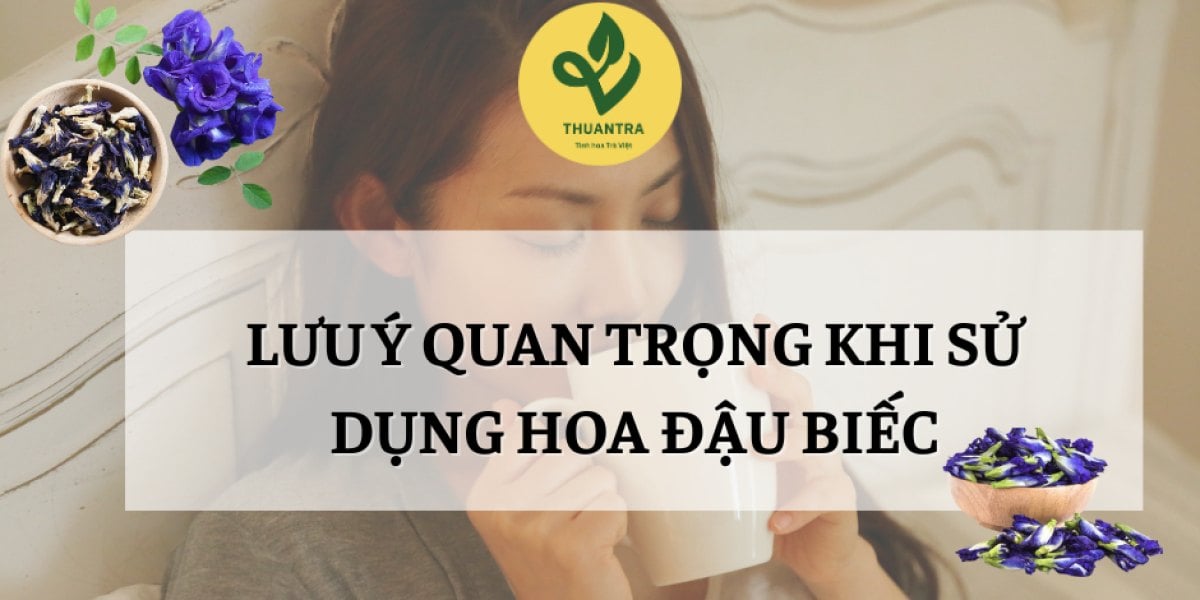 Lưu Ý Quan Trọng Khi Sử Dụng Hoa Đậu Biếc