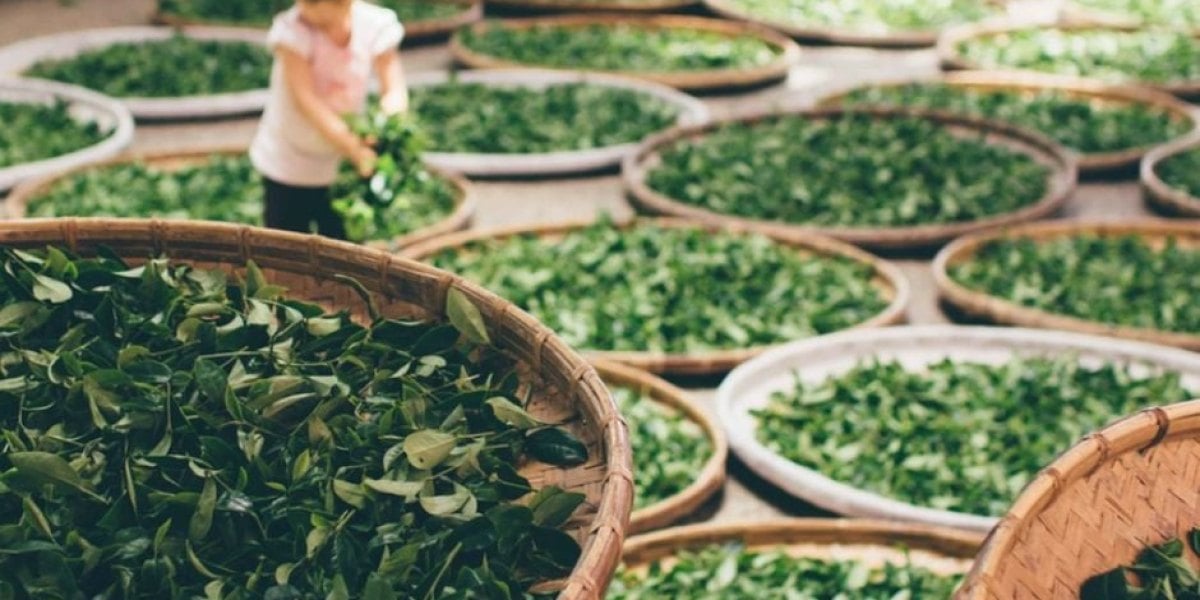 Những đặc điểm nổi bật của Nhà Sản Xuất Trà Tân Cương