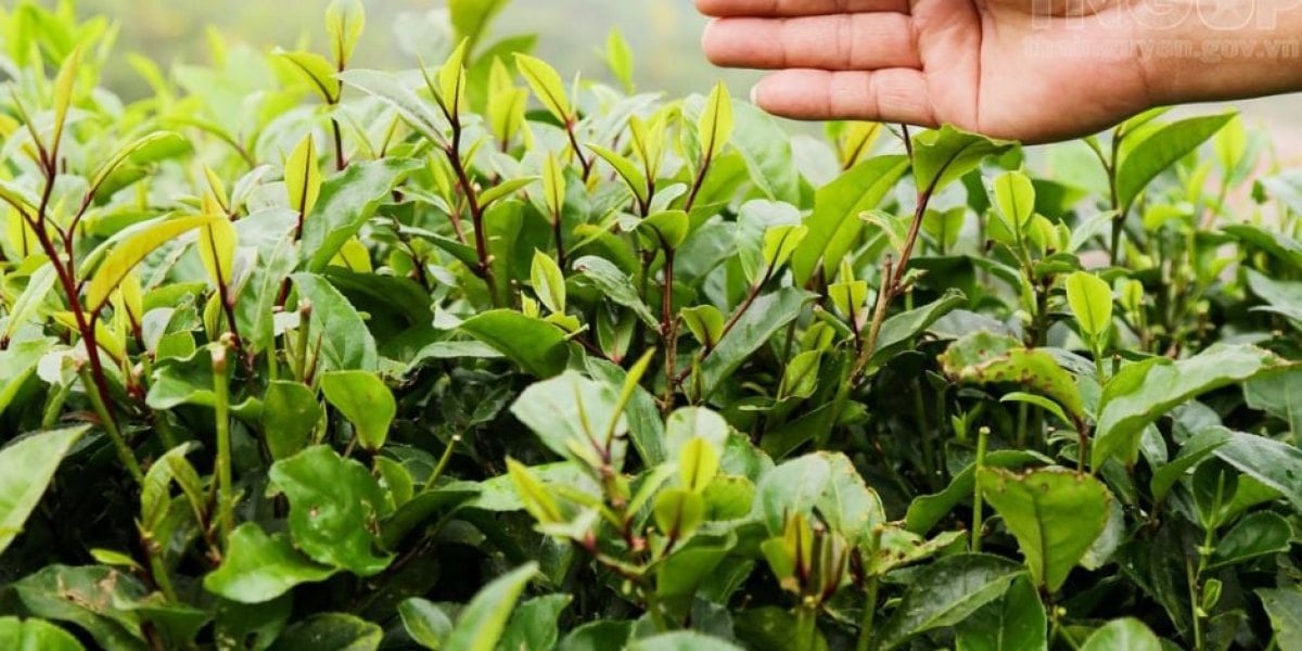 12 sự thật ít biết về cây chè: cao bao nhiêu nếu không đốn, vì sao búp non nhiều caffeine và vị ngọt sinh ra từ rễ
