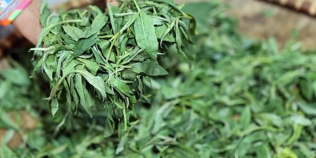 Quy trình sản xuất trà: 5 chặng từ trồng, hái, chế biến, kiểm nghiệm đến tách trà — và vì sao mỗi loại trà làm một khác