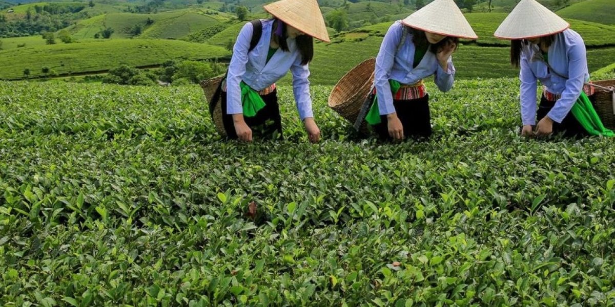 Sự kết hợp giữa du lịch và trà - Các Điểm Du Lịch Trà ra đời