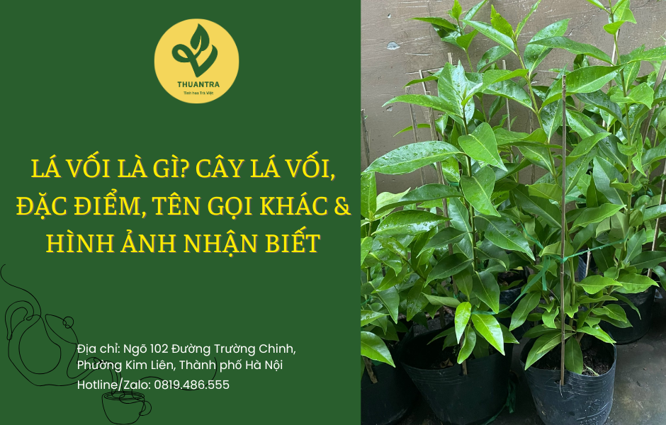 Lá Vối Là Gì? Cây Lá Vối, Đặc Điểm, Tên Gọi Khác & Hình Ảnh Nhận Biết