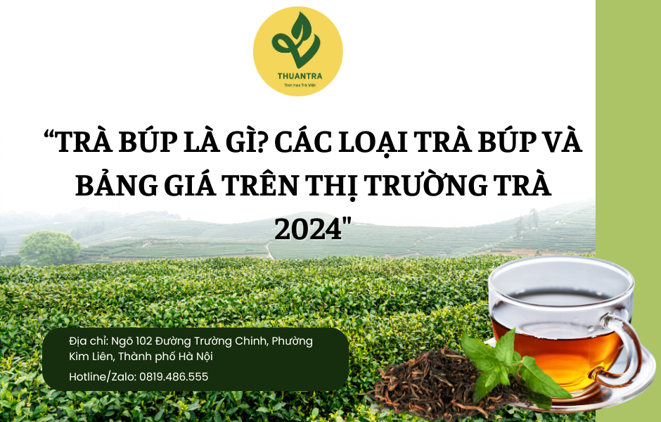 Trà Búp là gì? Các loại trà Búp và bảng giá trên thị trường trà 2024