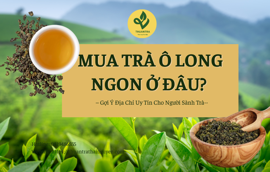 Mua Trà Ô Long Ngon Ở Đâu? Gợi Ý Địa Chỉ Uy Tín Cho Người Sành Trà