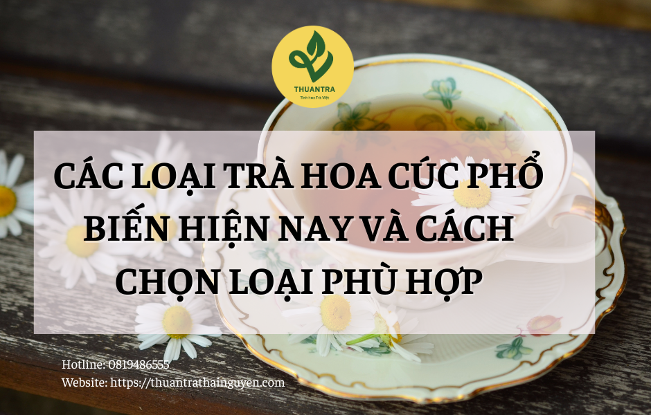Các Loại Trà Hoa Cúc Phổ Biến Hiện Nay Và Cách Chọn Loại Phù Hợp