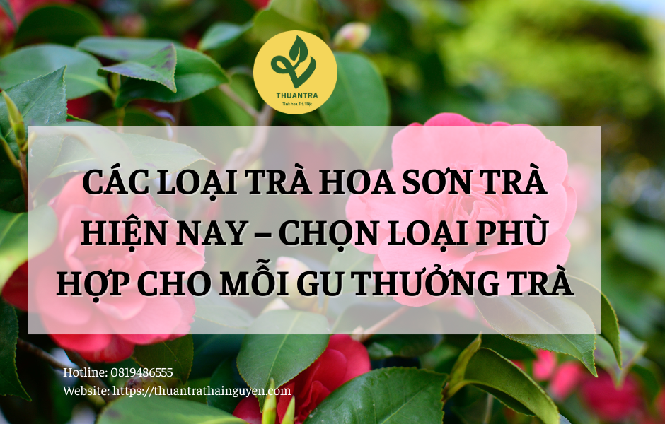 Các Loại Trà Hoa Sơn Trà Hiện Nay – Chọn Loại Phù Hợp Cho Mỗi Gu Thưởng Trà