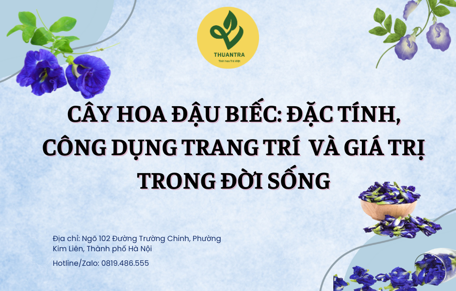 Cây Hoa Đậu Biếc: Đặc Tính, Công Dụng Trang Trí  Và Giá Trị Trong Đời Sống
