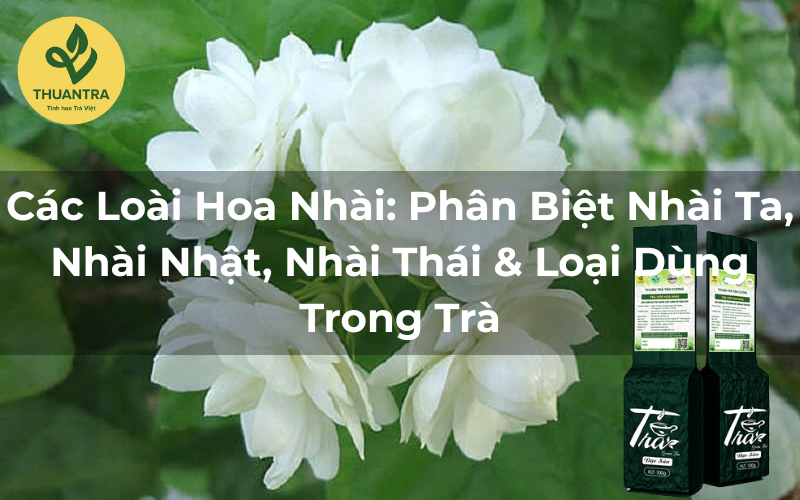 Các Loài Hoa Nhài: Phân Biệt Nhài Ta, Nhài Nhật, Nhài Thái & Loại Dùng Trong Trà