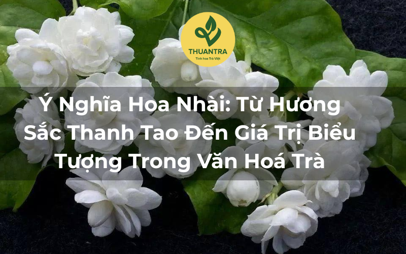 Ý Nghĩa Hoa Nhài: Từ Hương Sắc Thanh Tao Đến Giá Trị Biểu Tượng Trong Văn Hoá Trà