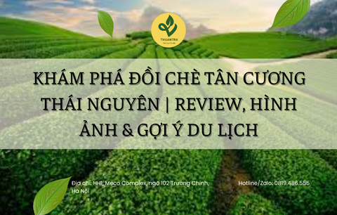 Khám Phá Đồi Chè Tân Cương Thái Nguyên | Review, Hình Ảnh & Gợi Ý Du Lịch