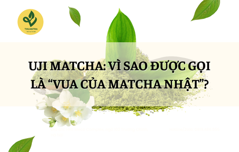 Uji Matcha: Vì Sao Được Gọi Là “Vua Của Matcha Nhật”?
