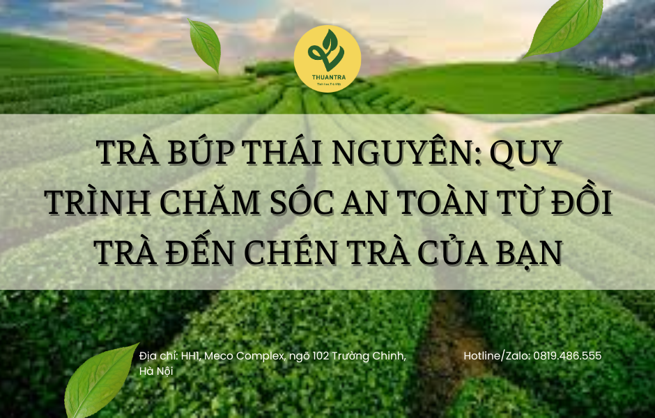 Trà Búp Thái Nguyên: Quy Trình Chăm Sóc An Toàn Từ Đồi Trà Đến Chén Trà Của Bạn