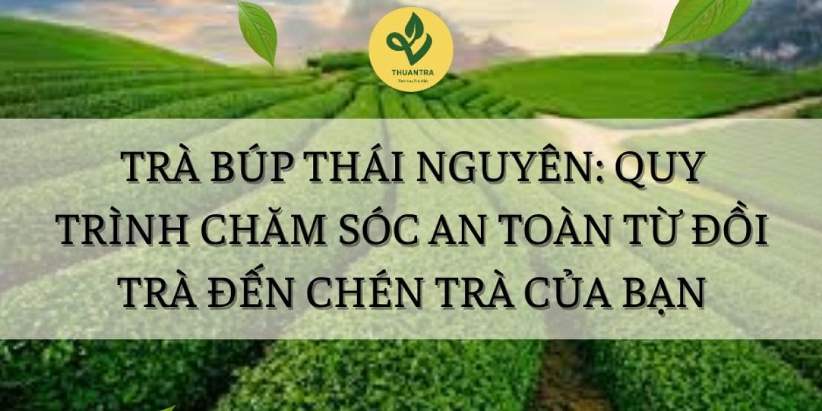 Trà Búp Thái Nguyên: Quy Trình Chăm Sóc An Toàn Từ Đồi Trà Đến Chén Trà Của Bạn