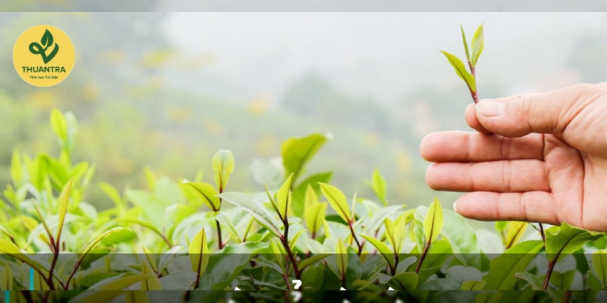 Trà Cổ là gì? Phân loại các dòng trà Cổ trên thị trường hiện nay