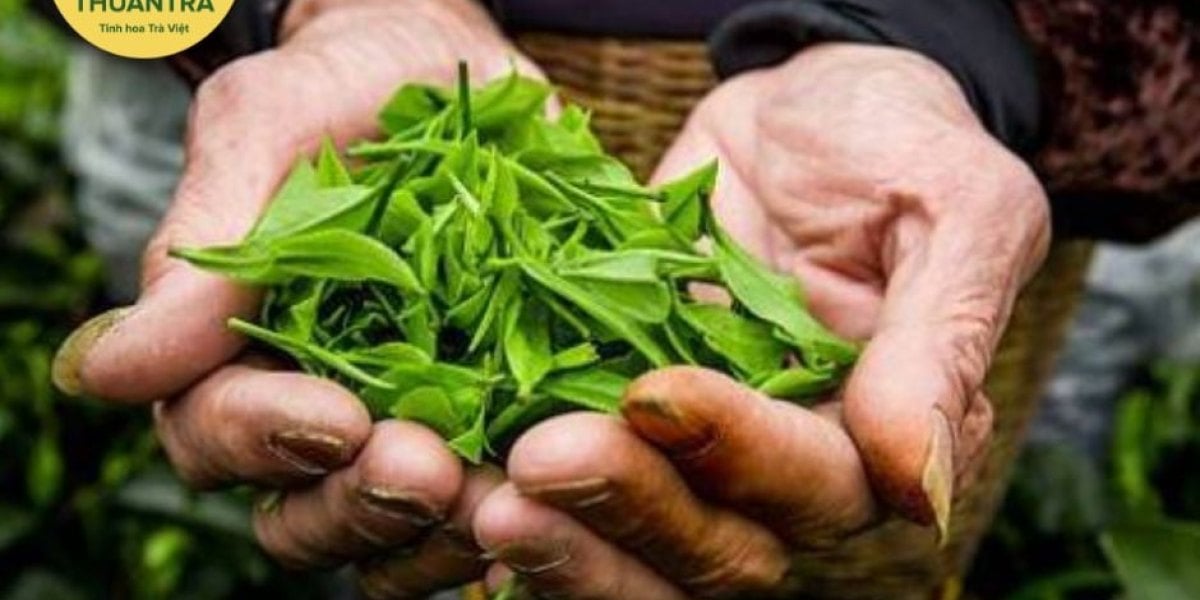 Trà Hữu Cơ Là Gì? Những Thuận Lợi Và Khó Khăn Để Sản Xuất Hữu Cơ