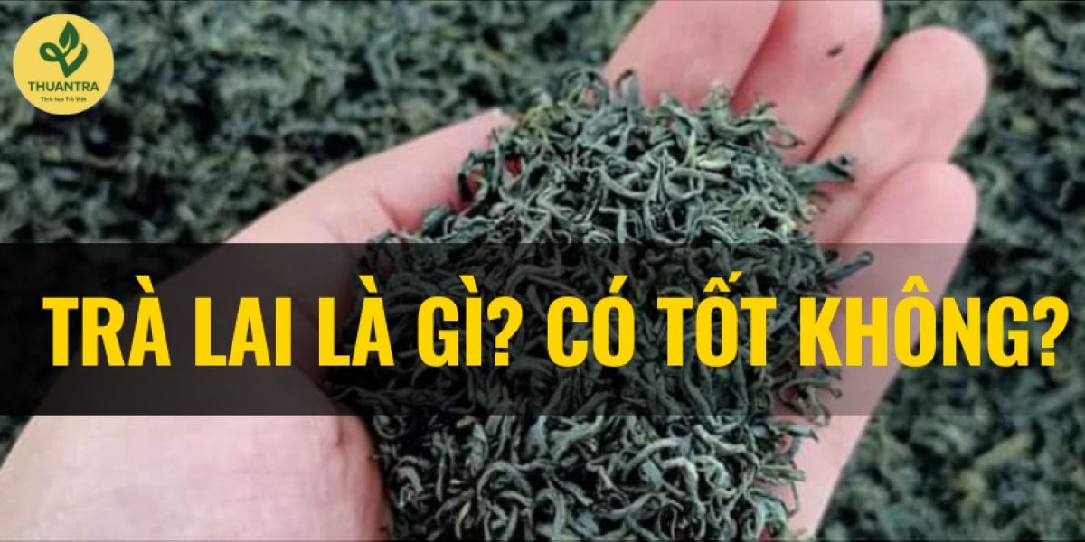 Trà lai là gì? 7 giống chè lai phổ biến ở Việt Nam, khác chè Trung du hạt ra sao về vị và giá