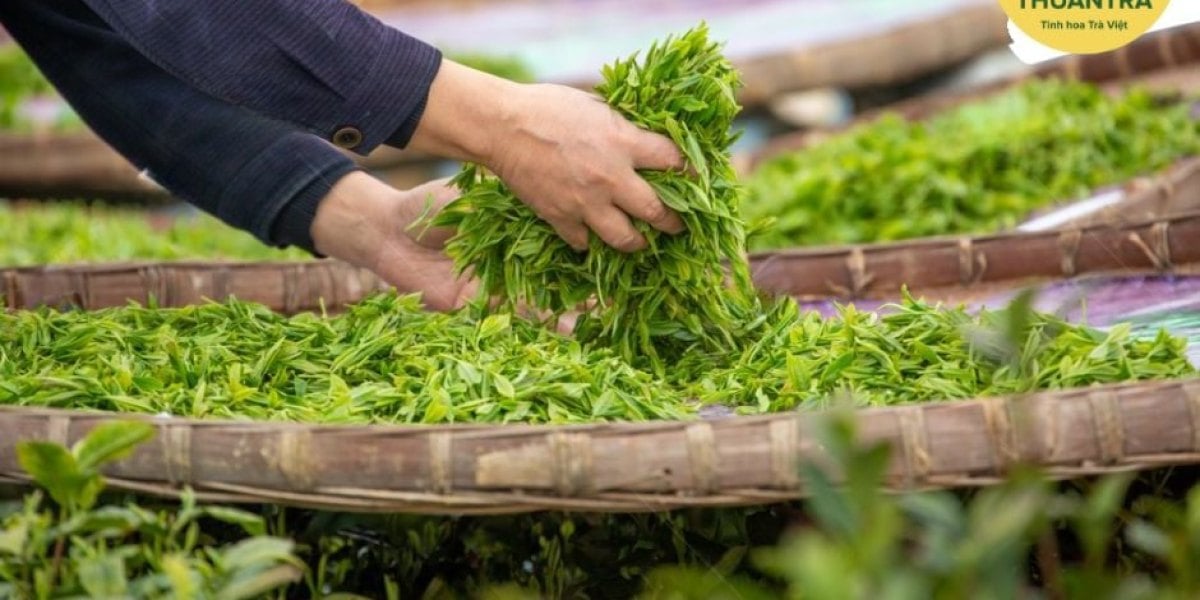 Trà và giấc ngủ: Có thể bạn chưa biết