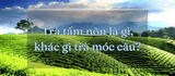 Trà tấm nõn là gì, khác gì trà móc câu?
