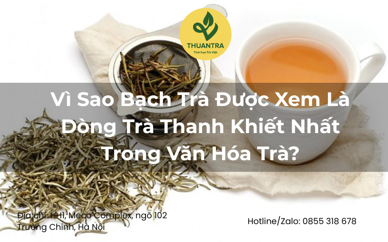 Vì Sao Bạch Trà Được Xem Là Dòng Trà Thanh Khiết Nhất Trong Văn Hóa Trà?